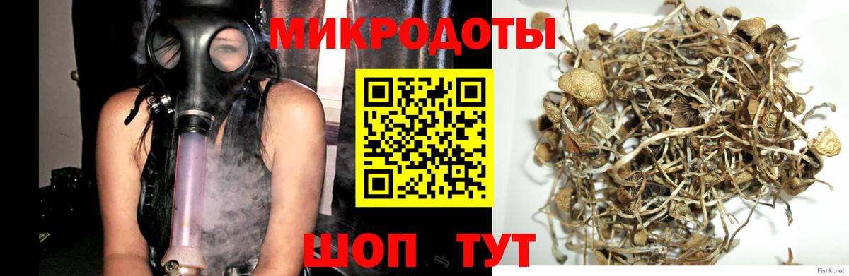 Псилоцибиновые грибы Cubensis Таганрог